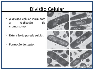 Divisão Celular
• A divisão celular inicia com
a replicação do
cromossomo;
• Extensão da parede celular;
• Formação do septo;
Morfologia Bacteriana
 