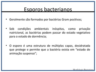 Esporos bacterianos
• Geralmente são formados por bactérias Gram positivas;
• Sob condições ambientais inóspitas, como privação
nutricional, as bactérias podem passar do estado vegetativo
para o estado de dormência;
• O esporo é uma estrutura de múltiplas capas, desidratada
que protege e permite que a bactéria exista em “estado de
animação suspenso”;
Morfologia Bacteriana
 
