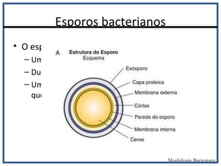 Esporos bacterianos
• O esporo tem
– Uma membrana externa;
– Duas camadas de peptidoglicano;
– Um revestimento proteico semelhante a
queratina;
Morfologia Bacteriana
 