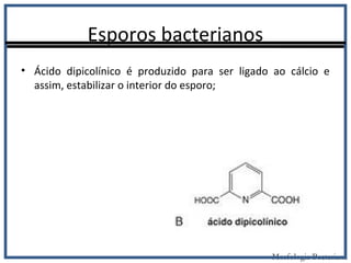 Esporos bacterianos
• Ácido dipicolínico é produzido para ser ligado ao cálcio e
assim, estabilizar o interior do esporo;
Morfologia Bacteriana
 