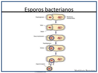 Esporos bacterianos
Morfologia Bacteriana
 