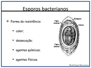Esporos bacterianos
 Forma de resistência:
 calor;
 dessecação;
 agentes químicos;
 agentes físicos.
Morfologia Bacteriana
 