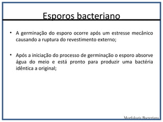 Esporos bacteriano
• A germinação do esporo ocorre após um estresse mecânico
causando a ruptura do revestimento externo;
• Após a iniciação do processo de germinação o esporo absorve
água do meio e está pronto para produzir uma bactéria
idêntica a original;
Morfologia Bacteriana
 