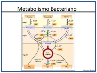 Metabolismo Bacteriano
Metabolismo
 