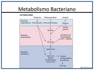 Metabolismo Bacteriano
Metabolismo
 