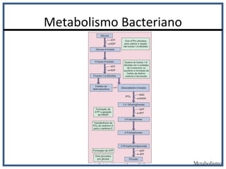 Metabolismo Bacteriano
Metabolismo
 