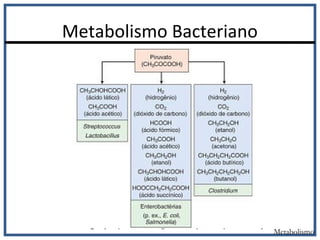 Metabolismo Bacteriano
Metabolismo
 