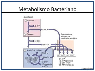 Metabolismo Bacteriano
Metabolismo
 