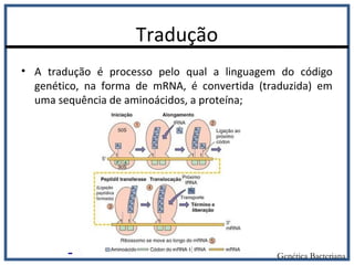 Tradução
• A tradução é processo pelo qual a linguagem do código
genético, na forma de mRNA, é convertida (traduzida) em
uma sequência de aminoácidos, a proteína;
Genética Bacteriana
 