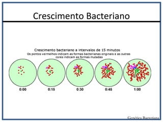 Crescimento Bacteriano
Genética Bacteriana
 