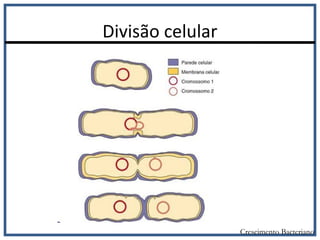 Divisão celular
Crescimento Bacteriano
 