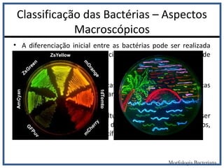 Classificação das Bactérias – Aspectos
Macroscópicos
• A diferenciação inicial entre as bactérias pode ser realizada
pelas características de crescimento em diferentes meios de
cultura;
• A soma de suas características determinam as características
diferenciais como a cor, tamanho, forma e odor;
• Utilizando meios de cultura adequados, podem ser
determinadas a capacidade de resistir a certos antibióticos,
de fermentar açúcares específicos, lisar hemácias;
Morfologia Bacteriana
 