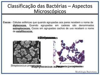 Cocos - Células esféricas que quando agrupadas aos pares recebem o nome de
diplococos. Quando agrupadas em cadeias são denominados
estreptococos. Cocos em agrupados cachos de uva recebem o nome
de estafilococos.
Diplococos
Streptococcus pneumoniae Neisseria gonorrhoeae
Estreptococos
Streptococcus agalactiaeStaphylococcus aureus
Estafilococos
Classificação das Bactérias – Aspectos
Microscópicos
Morfologia Bacteriana
 