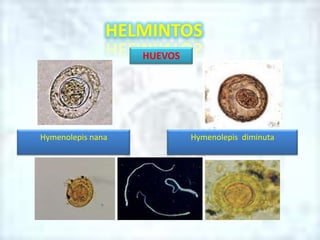 HELMINTOSHUEVOSHymenolepis nanaHymenolepis  diminuta