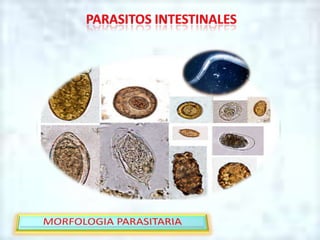 PARASITOS INTESTINALES,[object Object],MORFOLOGIA PARASITARIA,[object Object]