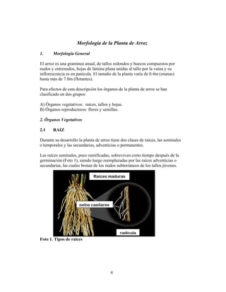 Morfología de la Planta de Arroz
1. Morfología General
El arroz es una gramínea anual, de tallos redondos y huecos compues...