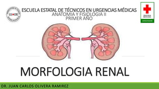 MORFOLOGIA RENAL
DR. JUAN CARLOS OLIVERA RAMIREZ
ESCUELA ESTATAL DE TÉCNICOS EN URGENCIAS MÉDICAS
ANATOMIA Y FISIOLOGIA II
PRIMER AÑO
 