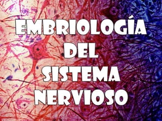 Embriología del Sistema Nervioso