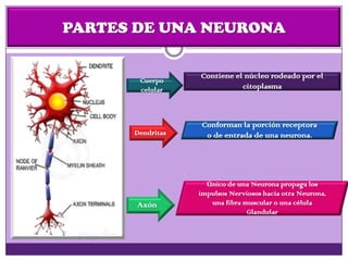 PARTES DE UNA NEURONA
Cuerpo
celular
Dendritas
Axón
Contiene el núcleo rodeado por el
citoplasma
Conforman la porción receptora
o de entrada de una neurona.
Único de una Neurona propaga los
impulsos Nerviosos hacia otra Neurona,
una fibra muscular o una célula
Glandular
 