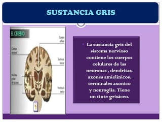 SUSTANCIA GRIS
 La sustancia gris del
sistema nervioso
contiene los cuerpos
celulares de las
neuronas , dendritas,
axones amielinicos,
terminales axonico
y neuroglia. Tiene
un tinte grisáceo.
 