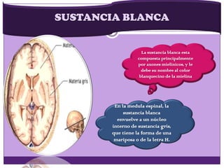 SUSTANCIA BLANCA
La sustancia blanca esta
compuesta principalmente
por axones mielinicos, y le
debe su nombre al color
blanquecino de la mielina
En la medula espinal, la
sustancia blanca
envuelve a un núcleo
interno de sustancia gris,
que tiene la forma de una
mariposa o de la letra H.
 