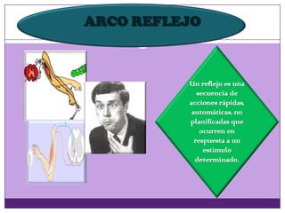 ARCO REFLEJO
Un reflejo es una
secuencia de
acciones rápidas,
automáticas, no
planificadas que
ocurren en
respuesta a un
estimulo
determinado.
 