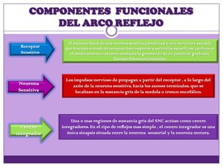 COMPONENTES FUNCIONALES
DEL ARCO REFLEJO
Receptor
Sensitivo
Neurona
Sensitiva
Centro
integrador
El extremo distal de una neurona sensitiva (dendritas) o una estructura asociada
que funciona a modo de receptor. Este responde a estímulos específicos, cambios en
el medio interno o externo mediante la generación de un potencial graduado,
llamado Potencial Generador.
Los impulsos nervioso de propagan a partir del receptor , a lo largo del
axón de la neurona sensitiva, hacia los axones terminales, que se
localizan en la sustancia gris de la medula o tronco encefálico.
Una o mas regiones de sustancia gris del SNC actúan como centro
integradores. En el tipo de reflejos mas simple , el centro integrador es una
única sinapsis situada entre la neurona sensorial y la neurona motora.
 