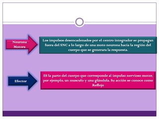 Neurona
Motora
Los impulsos desencadenados por el centro integrador se propagan
fuera del SNC a lo largo de una moto neurona hacia la región del
cuerpo que se generara la respuesta.
Efector
ES la parte del cuerpo que corresponde al impulso nervioso motor,
por ejemplo, un musculo y una glándula. Su acción se conoce como
Reflejo
 