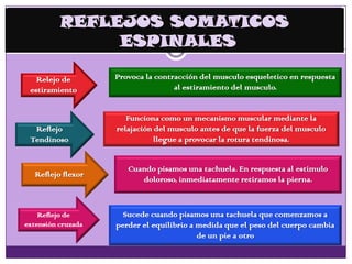 REFLEJOS SOMATICOS
ESPINALES
Relejo de
estiramiento
Reflejo
Tendinoso
Reflejo flexor
Reflejo de
extensión cruzada
Provoca la contracción del musculo esqueletico en respuesta
al estiramiento del musculo.
Funciona como un mecanismo muscular mediante la
relajación del musculo antes de que la fuerza del musculo
llegue a provocar la rotura tendinosa.
Cuando pisamos una tachuela. En respuesta al estimulo
doloroso, inmediatamente retiramos la pierna.
Sucede cuando pisamos una tachuela que comenzamos a
perder el equilibrio a medida que el peso del cuerpo cambia
de un pie a otro
 