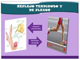REFLEJO TENDINOSO Y
DE FLEXOR
REFLEJO
TENDINOSO
REFLEJO
FLEXOR
 
