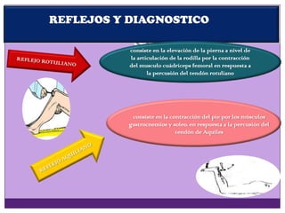 REFLEJOS Y DIAGNOSTICO
consiste en la elevación de la pierna a nivel de
la articulación de la rodilla por la contracción
del musculo cuádriceps femoral en respuesta a
la percusión del tendón rotuliano
consiste en la contracción del pie por los músculos
gastrocnemios y soleo, en respuesta a la percusión del
tendón de Aquiles
 