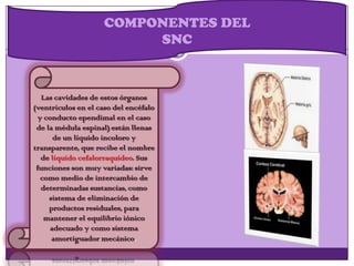 COMPONENTES DEL
SNC
Las cavidades de estos órganos
(ventrículos en el caso del encéfalo
y conducto ependimal en el caso
de la médula espinal) están llenas
de un líquido incoloro y
transparente, que recibe el nombre
de líquido cefalorraquídeo. Sus
funciones son muy variadas: sirve
como medio de intercambio de
determinadas sustancias, como
sistema de eliminación de
productos residuales, para
mantener el equilibrio iónico
adecuado y como sistema
amortiguador mecánico.
 