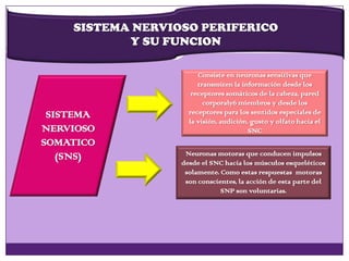 SISTEMA NERVIOSO PERIFERICO
Y SU FUNCION
SISTEMA
NERVIOSO
SOMATICO
(SNS)
Consiste en neuronas sensitivas que
transmiten la información desde los
receptores somáticos de la cabeza, pared
corporaly6 miembros y desde los
receptores para los sentidos especiales de
la visión, audición, gusto y olfato hacia el
SNC
Neuronas motoras que conducen impulsos
desde el SNC hacia los músculos esqueléticos
solamente. Como estas respuestas motoras
son conscientes, la acción de esta parte del
SNP son voluntarias.
 