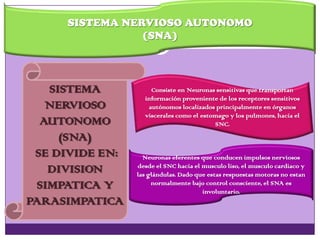 SISTEMA NERVIOSO AUTONOMO
(SNA)
SISTEMA
NERVIOSO
AUTONOMO
(SNA)
SE DIVIDE EN:
DIVISION
SIMPATICA Y
PARASIMPATICA
Consiste en Neuronas sensitivas que transportan
información proveniente de los receptores sensitivos
autónomos localizados principalmente en órganos
viscerales como el estomago y los pulmones, hacia el
SNC.
Neuronas eferentes que conducen impulsos nerviosos
desde el SNC hacia el musculo liso, el musculo cardiaco y
las glándulas. Dado que estas respuestas motoras no estan
normalmente bajo control consciente, el SNA es
involuntario.
 