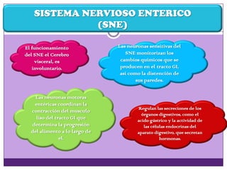 SISTEMA NERVIOSO ENTERICO
(SNE)
El funcionamiento
del SNE el Cerebro
visceral, es
involuntario.
Las neuronas sensitivas del
SNE monitorizan los
cambios químicos que se
producen en el tracto GI,
así como la distención de
sus paredes.
Las neuronas motoras
entéricas coordinan la
contracción del musculo
liso del tracto GI que
determina la progresión
del alimento a lo largo de
el.
Regulan las secreciones de los
órganos digestivos, como el
acido gástrico y la actividad de
las células endocrinas del
aparato digestivo, que secretan
hormonas.
 