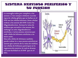 SISTEMA NERVIOSO PERIFERICO Y
SU FUNCION
La neuroglia rodea por completo a los
axones y a los cuerpos celulares. Los dos
tipos de células gliales que se hallan en el
SNP son las células Schwann. Estas células
rodean a los axones del SNP. Como los
Oligodendrocitos , forman la vaina de
mielina que envuelve a los axones. Sin
embargo un solo oligodendrocito
mieliniza a varios axones, mientras que
cada célula de Schwann mieliniza a un
único axón.
Una sola célula de Schwann también
puede rodear 20 o mas axones amielinicos
axones que carecen de la vaina de mielina.
Las células de Schwann participan en la
regeneración axonica, la cual se alcanza
con mas facilidad en el SNP que en el
SNC.
 