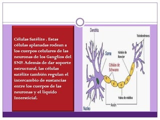 Células Satélite . Estas
células aplanadas rodean a
los cuerpos celulares de las
neuronas de los Ganglios del
SNP. Además de dar soporte
estructural, las células
satélite también regulan el
intercambio de sustancias
entre los cuerpos de las
neuronas y el liquido
Intersticial.
 