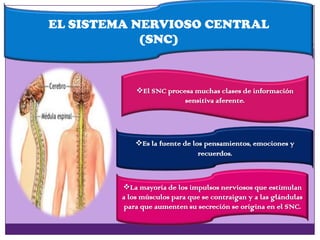 La mayoría de los impulsos nerviosos que estimulan
a los músculos para que se contraigan y a las glándulas
para que aumenten su secreción se origina en el SNC.
EL SISTEMA NERVIOSO CENTRAL
(SNC)
Es la fuente de los pensamientos, emociones y
recuerdos.
El SNC procesa muchas clases de información
sensitiva aferente.
 