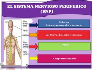EL SISTEMA NERVIOSO PERIFERICO
(SNP)
Se hallan:
Los nervios craneales y sus ramas
Los Nervios Espinales y sus ramas.
Ganglios
Receptores sensitivos
 