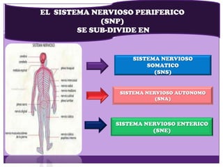 EL SISTEMA NERVIOSO PERIFERICO
(SNP)
SE SUB-DIVIDE EN
SISTEMA NERVIOSO
SOMATICO
(SNS)
SISTEMA NERVIOSO AUTONOMO
(SNA)
SISTEMA NERVIOSO ENTERICO
(SNE)
 