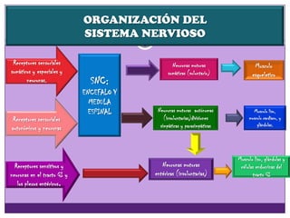 Receptores sensoriales
somáticos y especiales y
neuronas. SNC:
ENCEFALO Y
MEDULA
ESPINAL
Receptores sensoriales
autonómicos y neuronas
Receptores sensitivos y
neuronas en el tracto GI y
los plexos entéricos.
Neuronas motoras
somáticas (voluntario)
Neuronas motoras autónomas
(involuntarias)divisiones
simpáticas y parasimpáticas
Neuronas motoras
entéricas (involuntarias)
Musculo
esqueletico
Musculo liso,
musculo cardiaco, y
glándulas.
Musculo liso, glándulas y
células endocrinas del
tracto GI
ORGANIZACIÓN DEL
SISTEMA NERVIOSO
 