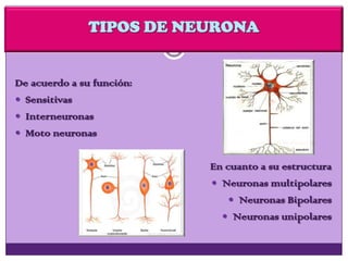 De acuerdo a su función:
 Sensitivas
 Interneuronas
 Moto neuronas
En cuanto a su estructura
 Neuronas multipolares
 Neuronas Bipolares
 Neuronas unipolares
 
