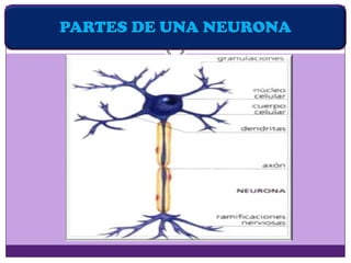 PARTES DE UNA NEURONA
 