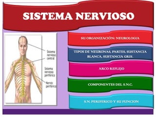 SISTEMA NERVIOSO
SU ORGANIZACIÓN: NEUROLOGIA
TIPOS DE NEURONAS, PARTES, SUSTANCIA
BLANCA, SUSTANCIA GRIS.
ARCO REFLEJO
COMPONENTES DEL S.N.C.
S.N. PERIFERICO Y SU FUNCION
 