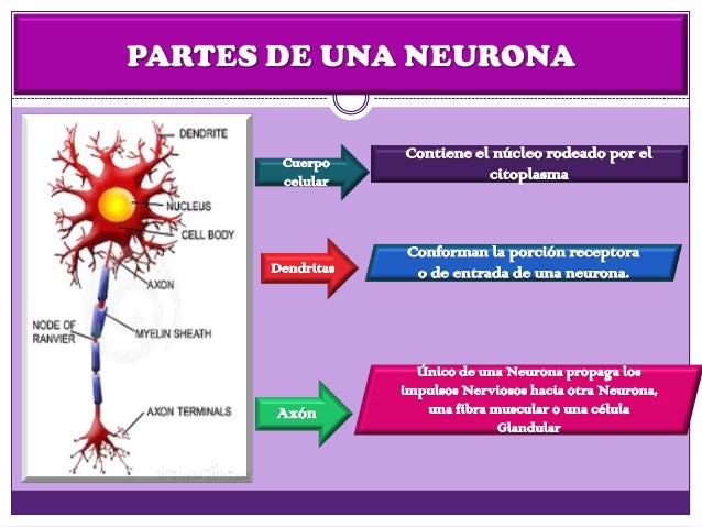 Morfologia sistema nervioso