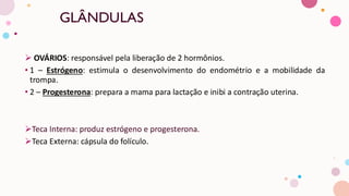 MORFOLOGIA SISTEMA REPRODUTO FEMININO.pdf