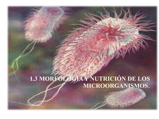 1.3 MORFOLOGÍA Y NUTRICIÓN DE LOS MICROORGANISMOS . 