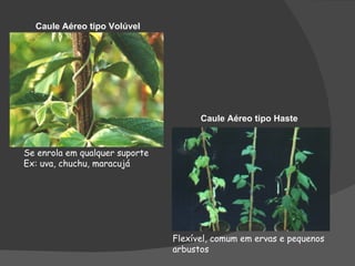 Caule Aéreo tipo Volúvel




                                      Caule Aéreo tipo Haste


Se enrola em qualquer suporte
Ex: uva, chuchu, maracujá




                                Flexível, comum em ervas e pequenos
                                arbustos
 