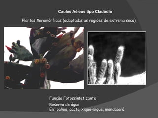 Caules Aéreos tipo Cladódio

Plantas Xeromórficas (adaptadas as regiões de extrema seca)




              Função Fotossintetizante
              Reserva de água
              Ex: palma, cacto, xique-xique, mandacarú
 