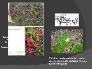 Caule Rastejante ou
    Prostrado
   do tipo Sarmento

Enraiza em um só ponto




                         Estolho: caule rastejante, pouco
                         resistente, cresce apoiado no solo
                         Ex: morangueiro
 